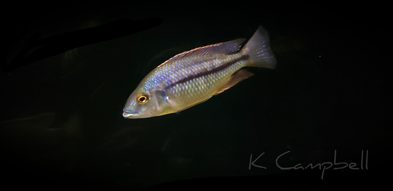 Protomelas marginatus